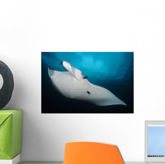 Underside Giant Oceanic Manta Wall Decal Design 1