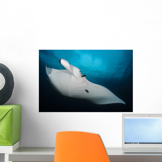 Underside Giant Oceanic Manta Wall Decal Design 1