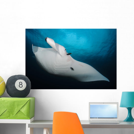 Underside Giant Oceanic Manta Wall Decal Design 1
