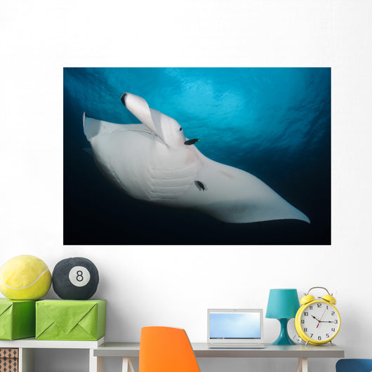 Underside Giant Oceanic Manta Wall Decal Design 1
