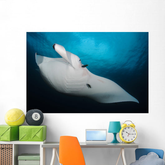 Underside Giant Oceanic Manta Wall Decal Design 1