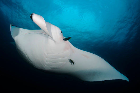 Underside Giant Oceanic Manta Wall Decal Design 1