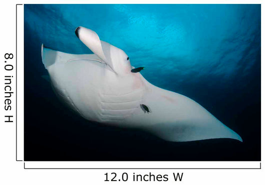 Underside Giant Oceanic Manta Wall Decal Design 1