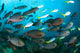 Schooling Yellowmask Surgeonfish with Wall Decal