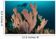 Diver and Elephant Ear Wall Decal Design 1