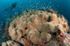 Diver Approaching Large Group Wall Decal
