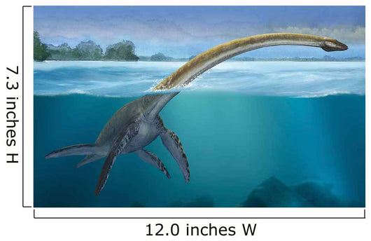 Elasmosaurus Platyurus Swims Freely Wall Decal