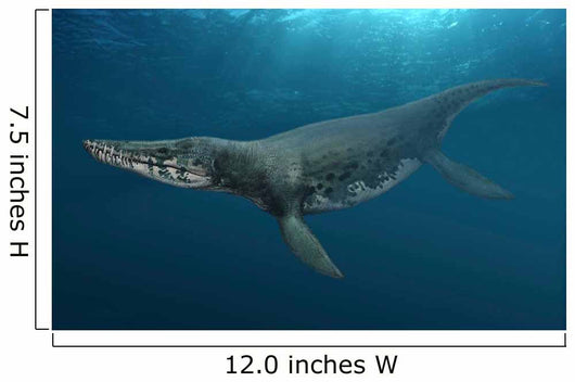 Kronosaurus Queenslandicus Swimming Prehistoric Wall Decal