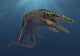 Mosasaurus Hoffmanni Swimming Prehistoric Wall Decal
