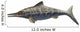 Illustration Prehistoric Ophthalmosaurus Discus Wall Decal