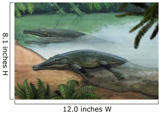 Two Prehistoric Platyoposaurus Stuckenbergi Wall Decal