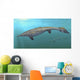 Plotosaurus Bennisoni Swimming Prehistoric Wall Decal