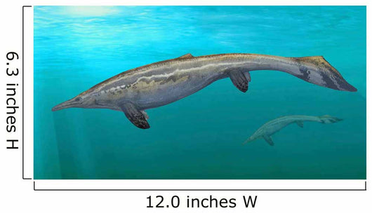 Plotosaurus Bennisoni Swimming Prehistoric Wall Decal