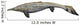 Illustration Plotosaurus from Cretaceous Wall Decal