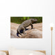 Seymouria Baylorensis from Paleozoic Wall Decal