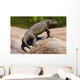 Seymouria Baylorensis from Paleozoic Wall Decal