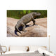 Seymouria Baylorensis from Paleozoic Wall Decal