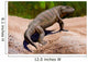 Seymouria Baylorensis from Paleozoic Wall Decal