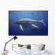 Shonisaurus Popularis Swimming Prehistoric Wall Decal
