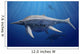 Shonisaurus Popularis Swimming Prehistoric Wall Decal