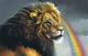 Lion Of Judah Wall Mural