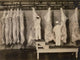 Inspection Animal Carcasses 1910 Wall Decal