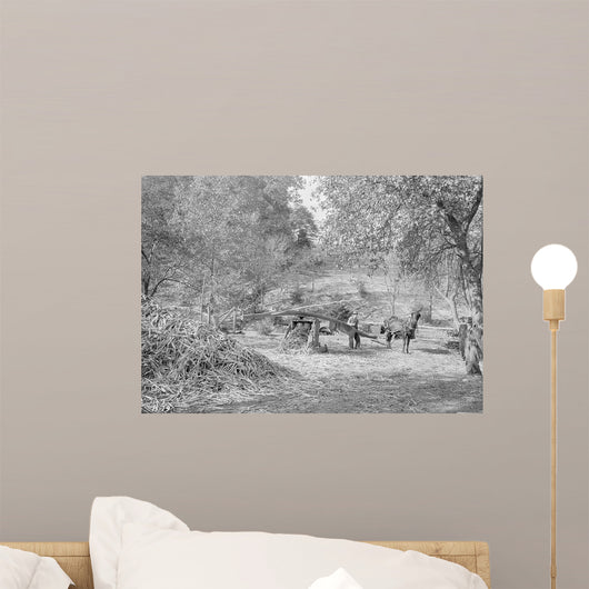 Grinding Cane for Sorghum Wall Decal