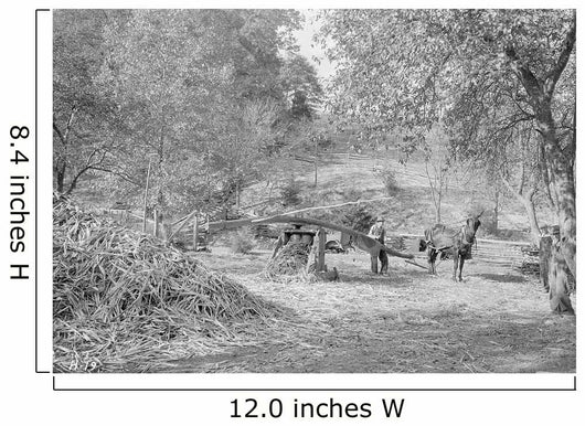 Grinding Cane for Sorghum Wall Decal