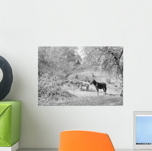 Grinding Sorghum Cane near Wall Decal