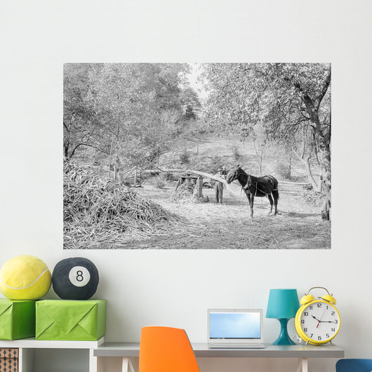 Grinding Sorghum Cane near Wall Decal