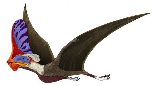 Tapejar Genus Brazilian Pterosaur Wall Decal