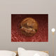 Zygote Development 24-36 Hours Wall Decal