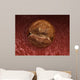 Zygote Development 24-36 Hours Wall Decal