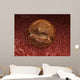 Zygote Development 24-36 Hours Wall Decal