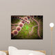 Microscopic Streptococcus Pneumoniae Wall Decal