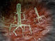 Microscopic Bacteriophages Surface Bacteria Wall Decal