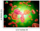 Microscopic Human Antibodies with Wall Decal