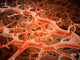 Microscopic Athlete's Foot Fungus Wall Decal