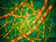 Microscopic Anthrax Wall Decal Design 2