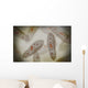 Microscopic Paramecium Wall Decal Design 3