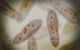 Microscopic Paramecium Wall Decal Design 3