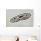 Microscopic Paramecium Wall Decal Design 2