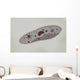 Microscopic Paramecium Wall Decal Design 2