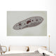 Microscopic Paramecium Wall Decal Design 2