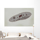 Microscopic Paramecium Wall Decal Design 2