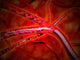 Microscopic Medicine Being Injected Wall Decal