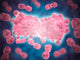 Microscopic Group Leukemia Cell Wall Decal