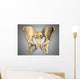 Anatomy Human Pelvic Bone Wall Decal Design 2