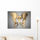 Anatomy Human Pelvic Bone Wall Decal Design 2