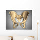 Anatomy Human Pelvic Bone Wall Decal Design 2